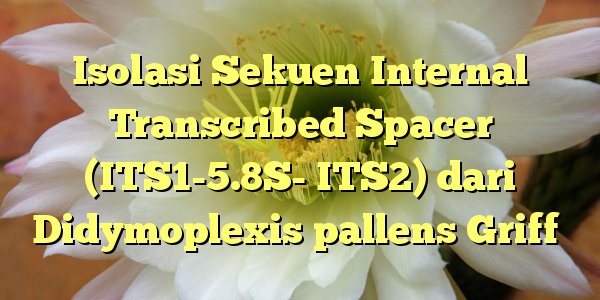 Isolasi Sekuen Internal Transcribed Spacer (ITS1-5.8S- ITS2) dari Didymoplexis pallens Griff